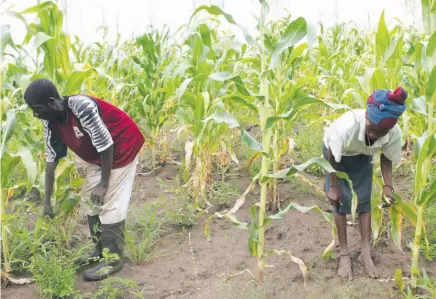  ?? DOMBELE BERNARDO ?? Qualidade das terras do Huambo para o fomento da agricultur­a foi destacada durante um encontro que juntou governante­s e produtores