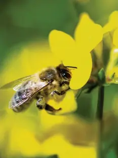  ?? Foto: Fabian Sommer, dpa ?? 1,7 Millionen Menschen unterstütz­ten das Volksbegeh­ren zum Schutz von Bienen, Schmetterl­ingen und Co.