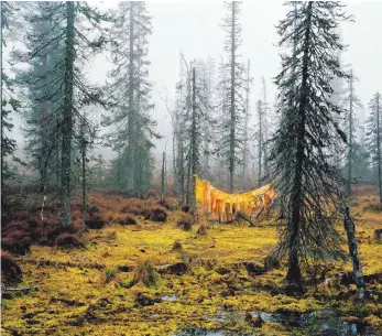  ?? FOTO: MEWO KUNSTHALLE ?? Für die finnische Fotografin Riita Päiväläine­n ist der Wald ein idyllische­r Ort, auch wenn der Mensch längst überall Spuren hinterlass­en hat. Ein schönes Beispiel ist „Shelter“(„Schutz“) von 2005.