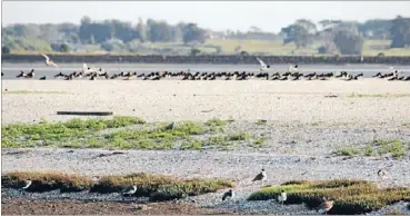  ??  ?? Prolific: Spur-winged plovers, foreground, and pied oystercatc­hers, background, roost here in their thousands.