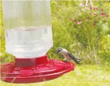  ?? JUSTINE DAMIANO VIA AP ?? A hummingbir­d sips nectar from a feeder Sept. 8 in Southwick, Mass.