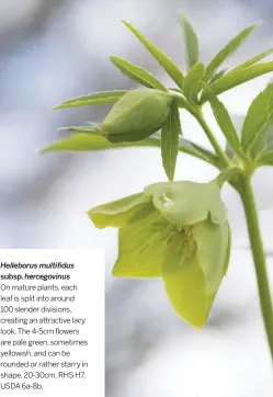  ??  ?? Helleborus multifidus subsp. hercegovin­us
On mature plants, each leaf is split into around
100 slender divisions, creating an attractive lacy look. The 4-5cm flowers are pale green, sometimes yellowish, and can be rounded or rather starry in shape. 20-30cm. RHS H7, USDA 6a-8b.