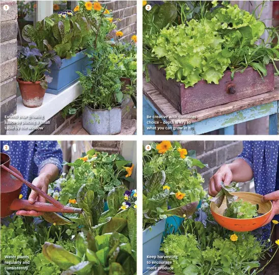  ??  ??   Extend your growing space by placing a small table by the window   Water plants regularly and consistent­ly   Be creative with container choice – depth is key to what you can grow in it   Keep harvesting to encourage more produce