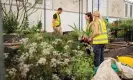  ?? Photograph: Linda Nylind/The Guardian ?? Lottie Delamain (left) and her team preparing for Chelsea flower show.