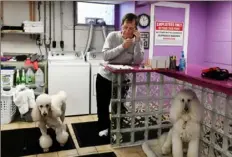  ?? Pam Panchak/Post-Gazette ?? Mike Gibbons, co-owner of Precious Paws Pet Salon in Bridgevill­e, takes a call in the grooming area of his business.