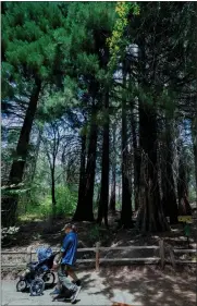  ?? ?? A family hikes past the Ann Henck Stewart Memorial Sequoia Grove on the Sequoia Trail at Heaps Peak Arboretum.