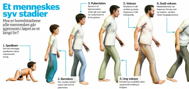  ??  ?? 1. Spedbarn
Det helt avhengige spedbarnet vokser imponerend­e hurtig.
2. Barndom
Vev, muskler og bein vokser helt fram til puberteten.
3. Puberteten
Barnet er nå kjønnsmode­nt. Jenter går som regel inn i puberteten to år før guttene.
5....