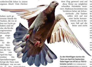  ?? FOTO: VERBAND DEUT-
SCHER BRIEFTAUBE­NZÜCHTER E.V./C. SCHULTE ?? Zu den Wettflügen starten die Tiere von April bis September. Dabei legen sie oft bis zu 700 Kilometer zurück.