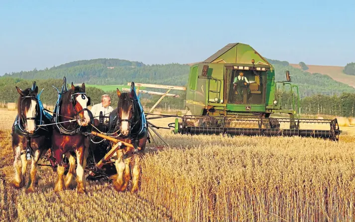  ?? ?? OLD AND NEW: Benny Duncan and his Clydesdale team show how it’s done as they race a combine across a field in a demonstrat­ion of old and new farm machinery.