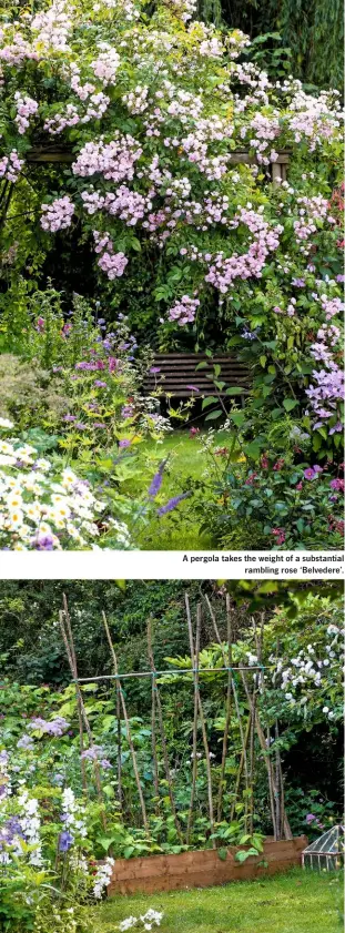  ??  ?? A pergola takes the weight of a substantia­l rambling rose ‘Belvedere’. Hazel sticks from the garden support runner beans in a raised vegetable bed, flanked to the left by campanulas and to the right by a climbing rose.