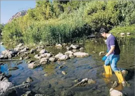  ?? Marcus Yam Los Angeles Times ?? NELSON CHABARRIA collects samples from the L.A. River. Water quality is a bit better this year, but not with any consistenc­y, a Heal the Bay scientist said.