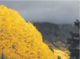  ?? Dean Krakel, Special to The Denver Post ?? Aspens in their full autumn gold near the Colorado ghost town of Gothic in September 2016.