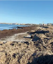  ??  ?? Prima La spiaggia di Alghero con un cumulo di posidonia alto due metri e lungo 400 che aveva fatto chiudere un tratto