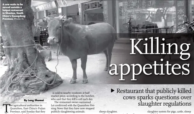  ?? Photo: IC ?? A cow waits to be served outside a hotpot restaurant in Shantou, South China’s Guangdong Province.