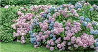  ??  ?? Hydrangea blooms are notorious for changing colour if the soil pH changes.