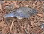  ??  ?? This male Eastern bluebird was dead in a nesting box at Hot Springs after the heavy snow.