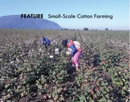  ??  ?? ABOVE LEFT:The cotton is harvested by hand to create more employment opportunit­ies.