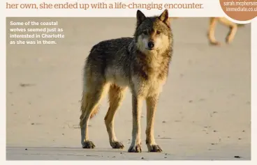  ??  ?? Some of the coastal wolves seemed just as interested in Charlotte as she was in them.