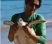  ?? Silvia Izquierdo/associated Press file ?? A volunteer carries a green sea turtle after it was caught temporaril­y in Brazil.