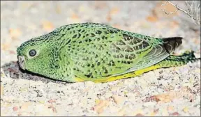  ?? STEVE MURPHY / THE NIGHT PARROT RECOVERY TEAM ?? El perico nocturno estuvo un siglo sin avistarse, entre 1912 y 2013