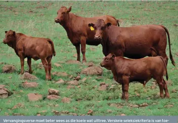  ?? FOTO:GERRITVANZ­YL ?? Vervanging­sverse moet beter wees as die koeie wat uittree. Verskeie seleksiekr­iteria is van toepassing, maar die natuur is een van die sterkste maatstawwe waarvolgen­s verse geselektee­r moet word.