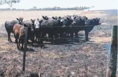  ?? Pictures: MARK WILSON ?? CLOSE CALL: No livestock or homes were lost in yesterday’s fire, which burned more than 60 hectares (below) before being extinguish­ed by crews on the ground and in the air. Later, police set up a crime scene on Swan Bay Rd at Mannerim to investigat­e...