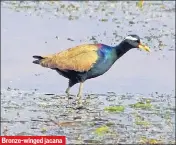  ?? HT PHOTO ?? Bronze-winged jacana Sariska lake in Alwar district has been famous as a wintering ground for migratory and local birds.