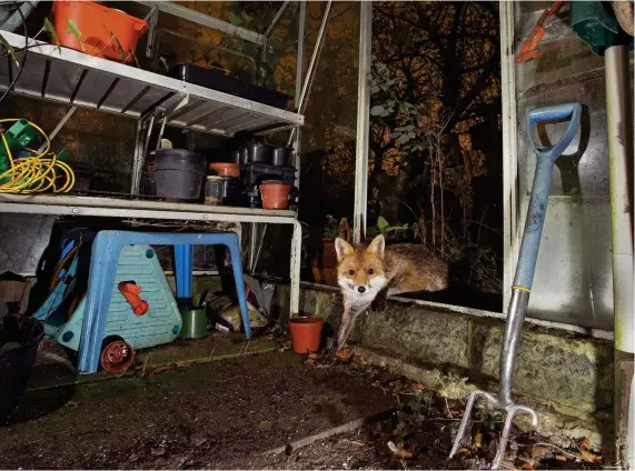  ??  ?? A fox steps into a greenhouse. In an urban environmen­t its territory can be as small as 0.2km2. Below: camera-traps provide valuable data on foxes.