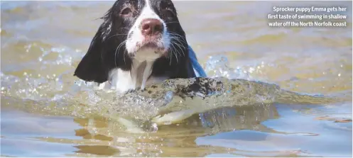  ??  ?? Sprocker puppy Emma gets her first taste of swimming in shallow water off the North Norfolk coast