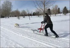  ??  ?? Maria Doyle enjoys skijoring with her dog Milo along the groomed ski trail at Chinook golf course.