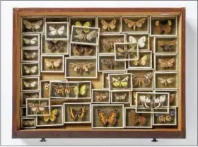  ??  ?? “Drawer 3A, Butterflie­s and Moths” from Willard L. Metcalf’s Naturalist Collection Chest, ca. 1885–1925. Mahogany wood drawer, 18 x13 3⁄4 in. Florence Griswold Museum, Gift of Mrs. Henriette A. Metcalf, is part of the museum’s Flora and Fauna exhibit....