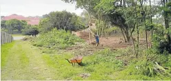  ?? Picture: JON HOUZET ?? CLEARED FOR CATTLE? The municipal-owned plot between Albany Road and High Street, being cleared of alien invasive syringa trees, with a possible plan to temporaril­y keep cattle there