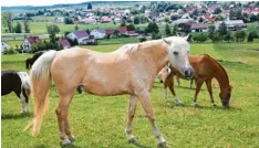  ??  ?? Hübsch anzusehen, aber nicht mehr ganz jung: „Pepper“hat ein gehöriges Abenteuer hinter sich.