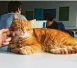  ?? Foto: I. Heinbach ?? „Campus Cat“Leon liebt es, von Studenten gekrault zu werden.