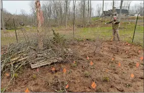  ?? DANA JENSEN/THE DAY ?? The demonstrat­ion meadow, which shows what people can use in their yards so they don’t need to mow, was created by owner Erick Taylor, in the background, at his Devon Point Farm in North Stonington and Stonington. The loosely stacked brush and pallets allow animals to hide. The orange flags indicate beach plums, ground juniper, blackeyed Susans and other plants.