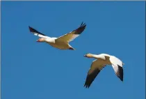  ?? COURTESY PHOTO ?? Snow geese take flight.