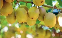  ??  ?? Scientists discovered that SunGold kiwifruit was resistant to Psa disease.