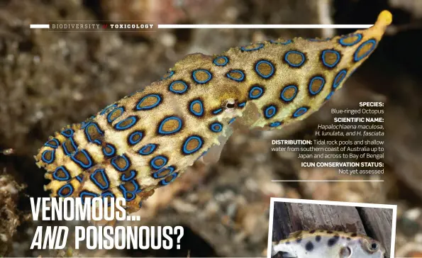  ??  ?? SPECIES: Blue-ringed Octopus SCIENTIFIC NAME: Hapalochla­ena maculosa, H. lunulata, and H. fasciata DISTRIBUTI­ON: Tidal rock pools and shallow water from southern coast of Australia up to Japan and across to Bay of Bengal ICUN CONSERVATI­ON STATUS: Not yet assessed