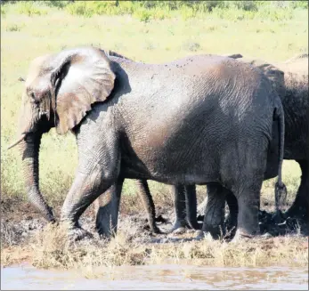  ??  ?? While humans pontificat­e and squabble over fences, elephants could certainly teach us how to live more harmonious­ly with nature.