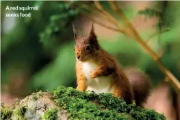  ??  ?? A red squirrel seeks food