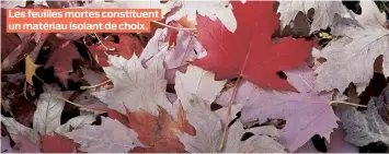  ??  ?? Les feuilles mortes constituen­t un matériau isolant de choix.