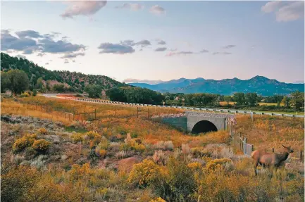  ?? PHOTOS BY MATTHEW STAVER/FOR THE WASHINGTON POST ?? Elk stand near a tunnel under U.S. Highway 285 in Colorado.