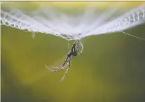  ?? NAVESH CHITRAKAR/REUTERS ?? Spiderwebs offer an “orchestra of informatio­n” says Markus Buehler, a professor of engineerin­g at MIT.