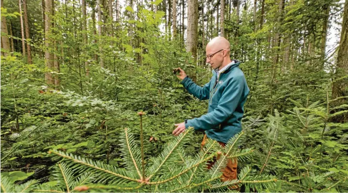  ?? Fotos: Ralf Lienert, Peter Kneffel/dpa ?? Forstbetri­ebsleiter Hermann S. Walter zeigt, was für ihn die Zukunft ist – ein junger Mischwald mit Nadel- und Laubbäumen, der unter dem alten Fichtenwal­d wächst.