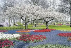  ??  ?? Ein Meer an Farben und Düften erwartet die Besucher des Keukenhofs.