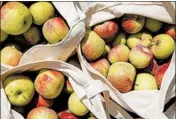  ??  ?? Fresh apples are ready to be put to good use at Wild Terra Cider and Brewing, Fargo's first cidery.