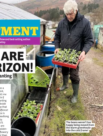  ??  ?? The beans weren’t too happy being moved from the warm greenhouse into the cold frame!