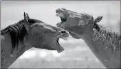  ?? ASSOCIATED PRESS ?? IN THIS JUNE 29 PHOTO, wild horses occupy a watering hole outside Salt Lake City. Harsh drought conditions in parts of the American West are pushing wild horses to the brink and forcing extreme measures to protect them. Federal land managers have begun...