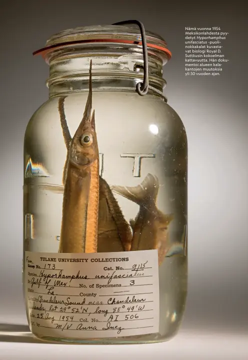  ??  ?? Nämä vuonna 1954 Meksikonla­hdesta pyydetyt Hyporhamph­us unifasciat­us -puolinokka­kalat kuvastavat biologi Royal D. Suttkusin kokoelman kattavuutt­a. Hän dokumentoi alueen kalakantoj­en muutoksia yli 50 vuoden ajan.
