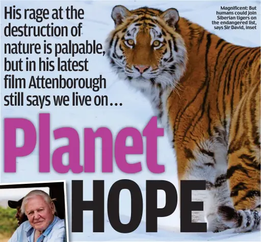  ??  ?? Magnificen­t: But humans could join Siberian tigers on the endangered list, says Sir David, inset Pictures: NETFLIX/DAVID ATTENBOROU­GH; A LIFE ON OUR PLANET; KEITH SCHOLEY/SILVERBACK FILMS; LEGENDARY © 2000